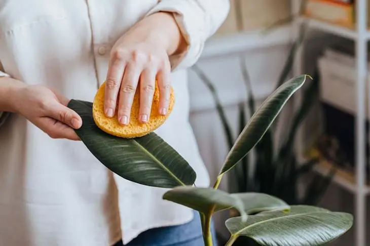 Pour avoir des plantes belles et luxuriantes, vous n’aurez besoin que de ces deux ingrédients secrets