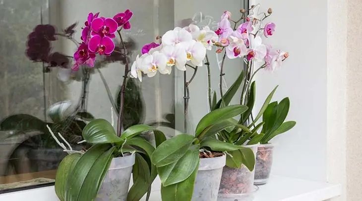 Voici comment faire fleurir une orchidée même en hiver