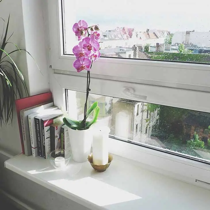 Voici comment faire fleurir une orchidée même en hiver