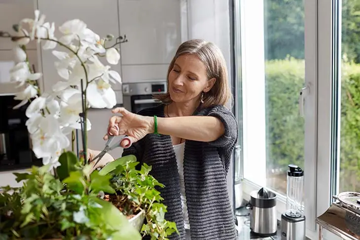 Comment redonner vie à une orchidée fanée ou flétrie ?