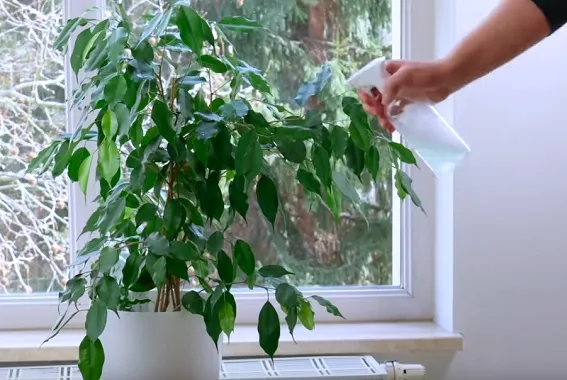 7 astuces géniales pour rendre vos plantes encore plus belles