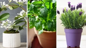 11 meilleures plantes d’intérieur odorantes pour parfumer et décorer votre maison