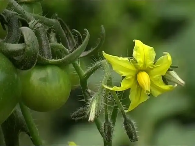 12 Astuces Pour Que Vos Tomates Poussent Parfaitement