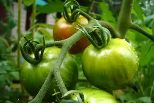 12 Astuces Pour Que Vos Tomates Poussent Parfaitement