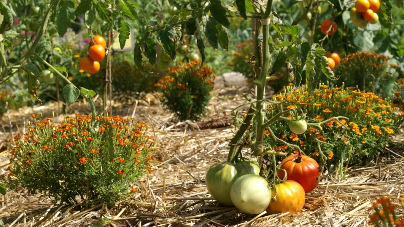 12 Astuces Pour Que Vos Tomates Poussent Parfaitement