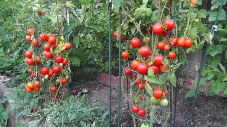 12 Astuces Pour Que Vos Tomates Poussent Parfaitement