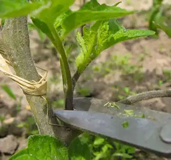 12 Astuces Pour Que Vos Tomates Poussent Parfaitement