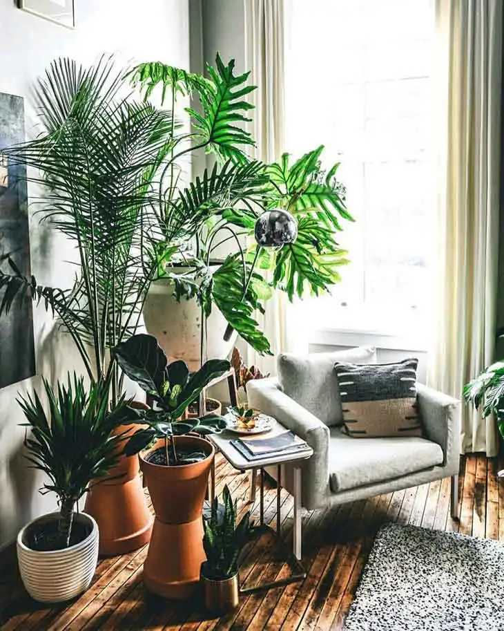 6 plantes d’intérieur qui boostent la santé en hiver et voici ou les placer