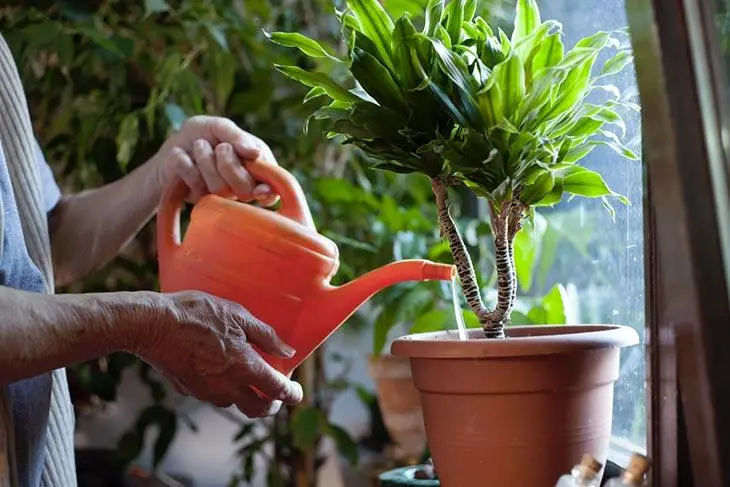 Mettez une goutte sur chaque plante en février : l’astuce maline pour les faire pousser rapidement