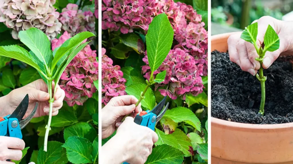 Comment bouturer les hortensias ?