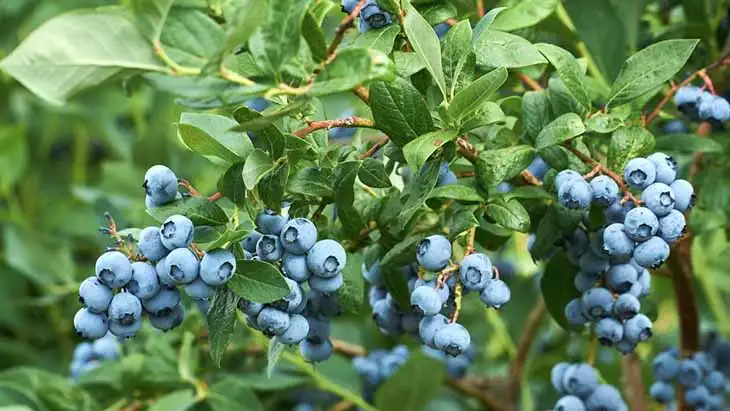 Comment planter des myrtilles à la maison pour en avoir à l’infini et ne plus en acheter ?