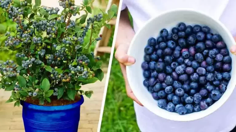 Comment planter des myrtilles à la maison pour en avoir à l’infini et ne plus en acheter ?