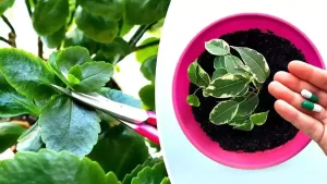 Comment prendre soin des plantes d’intérieur parfaitement ? 6 astuces simples et efficaces