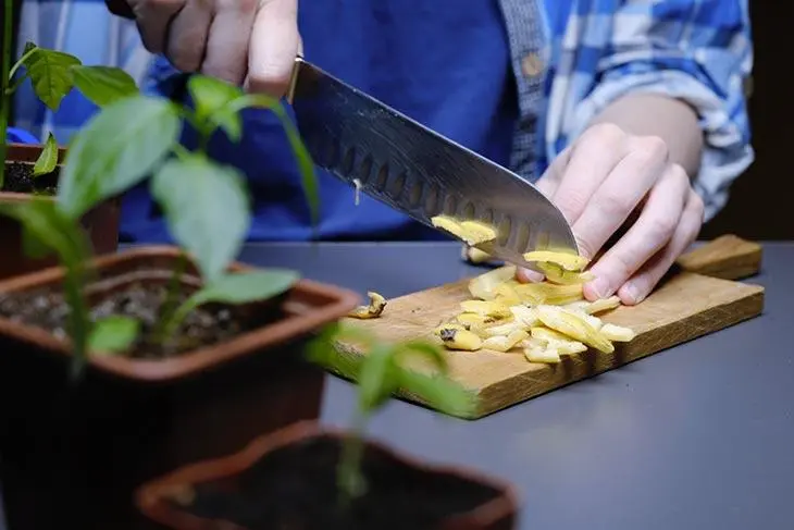 Mettez une goutte sur chaque plante en février : l’astuce maline pour les faire pousser rapidement