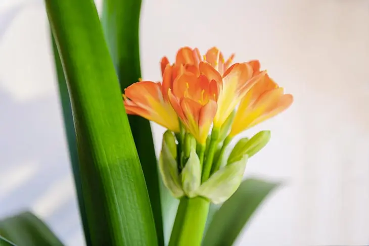 Cette plante est un aimant à chance : quand elle fleurit, une bonne nouvelle arrive à la maison