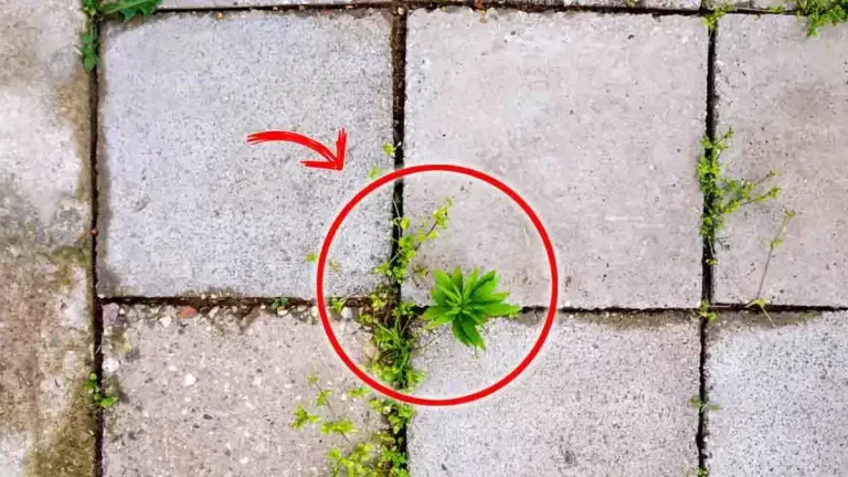 Le moyen facile et le moins coûteux pour enlever les mauvaises herbes