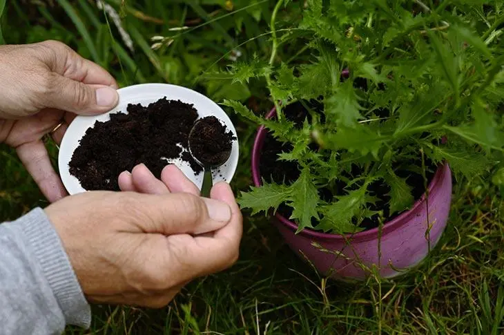 Mettez une goutte sur chaque plante en février : l’astuce maline pour les faire pousser rapidement