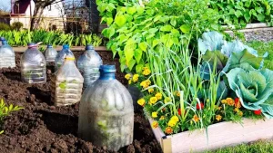 Pourquoi faut-il planter des bouteilles dans le jardin cet hiver ?
