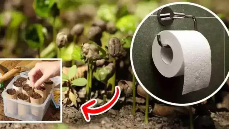 Pourquoi planter des rouleaux de papier toilette dans le jardin ?