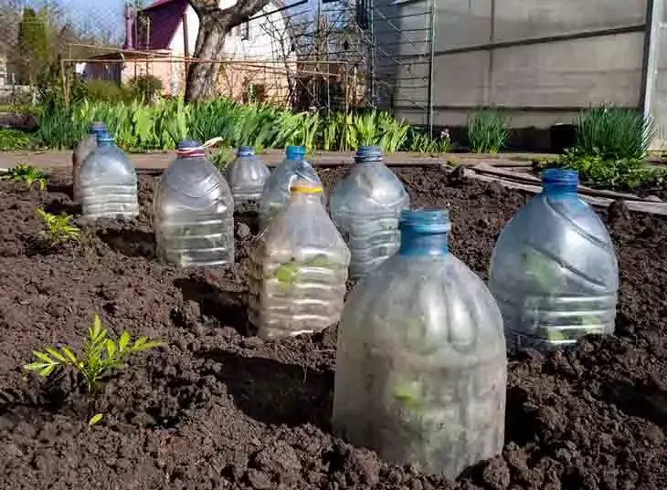 Voici comment protéger les plantes du gel et du froid en décembre