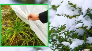 Voici comment protéger les plantes du gel et du froid en décembre