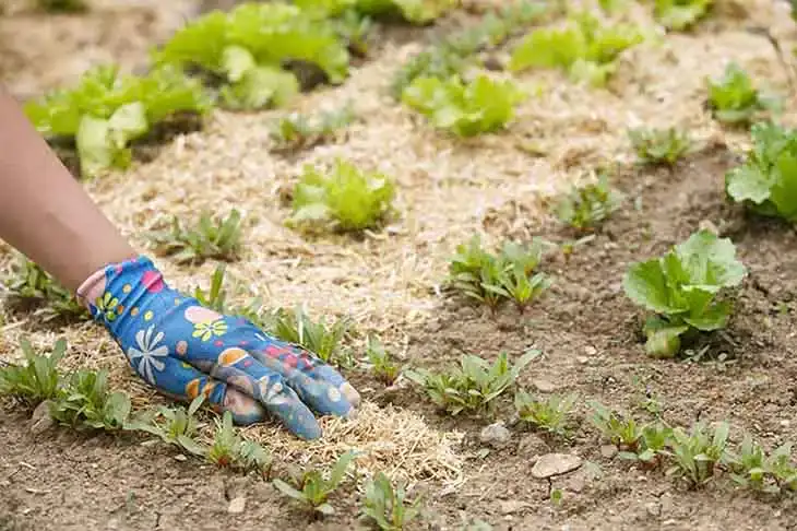 Voici comment protéger les plantes du gel et du froid en décembre