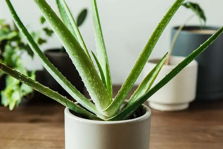 6 plantes d’intérieur qui boostent la santé en hiver et voici ou les placer