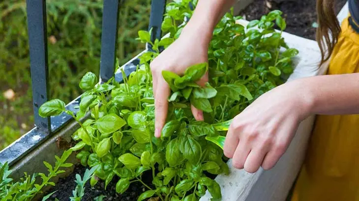 Une astuce de génie pour conserver parfaitement les fruits et légumes 15 jours au réfrigérateur