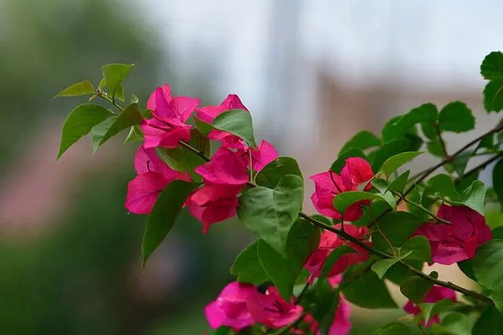 Pourquoi faut-il planter des bouteilles dans le jardin cet hiver ?