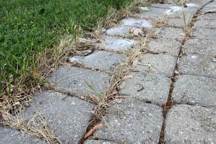 Le moyen facile et le moins coûteux pour enlever les mauvaises herbes