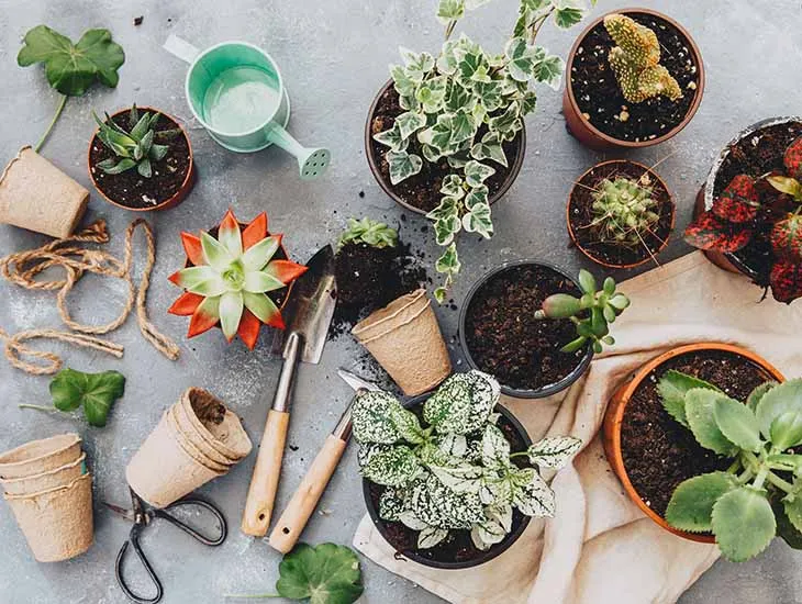 Un remède maison pour faire pousser vos plantes en quelques jours seulement