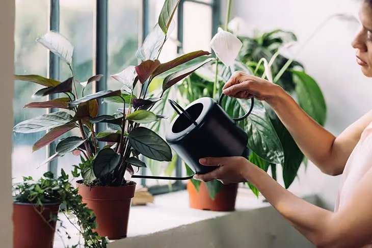 Cette fleur attire l’amour, l’argent et le bonheur dans chaque foyer