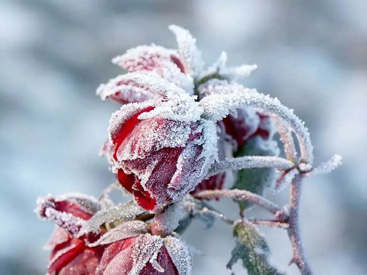 Pourquoi faut-il planter des bouteilles dans le jardin cet hiver ?