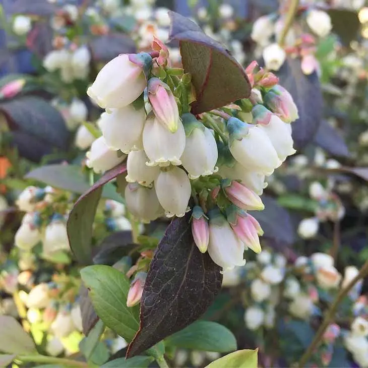 Comment planter des myrtilles à la maison pour en avoir à l’infini et ne plus en acheter ?