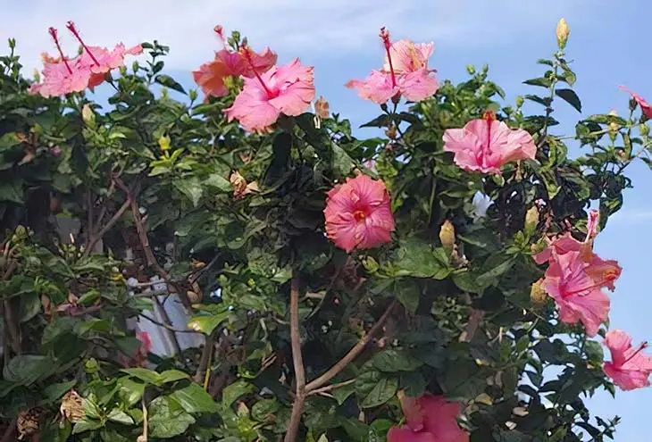 Pourquoi faut-il planter des bouteilles dans le jardin cet hiver ?