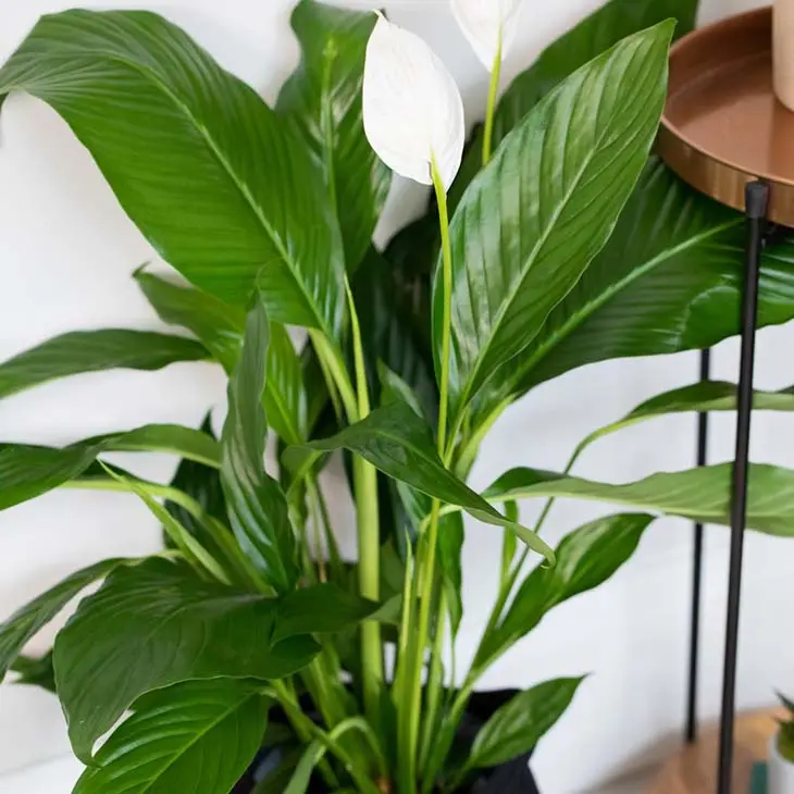 6 plantes d’intérieur qui boostent la santé en hiver et voici ou les placer