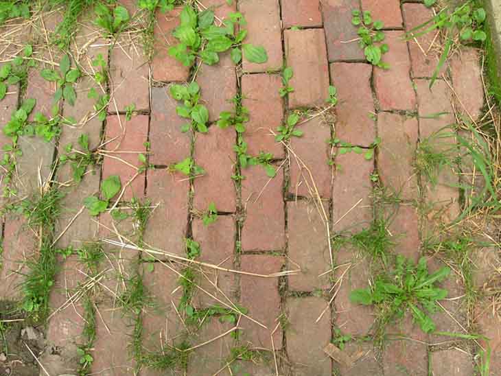 Le moyen facile et le moins coûteux pour enlever les mauvaises herbes
