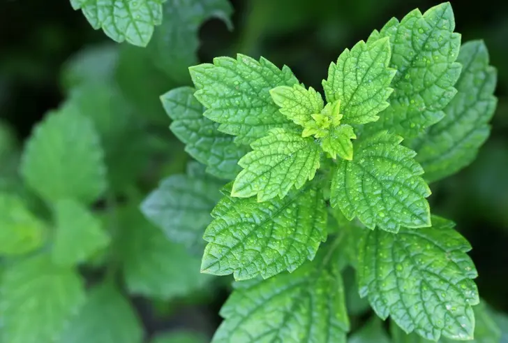 11 meilleures plantes d’intérieur odorantes pour parfumer et décorer votre maison