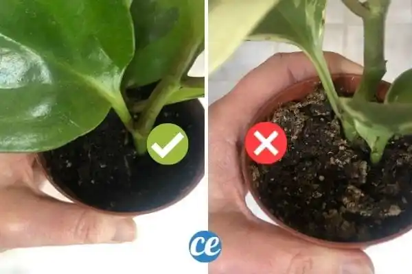 L’Astuce Pour Savoir Si Vos Plantes Ont Besoin d’Eau (Ou Pas).