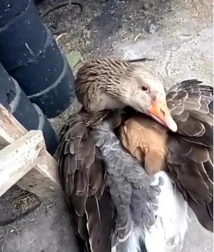 Une oie sauve un petit chiot frigorifié en le réchauffant sous ses ailes