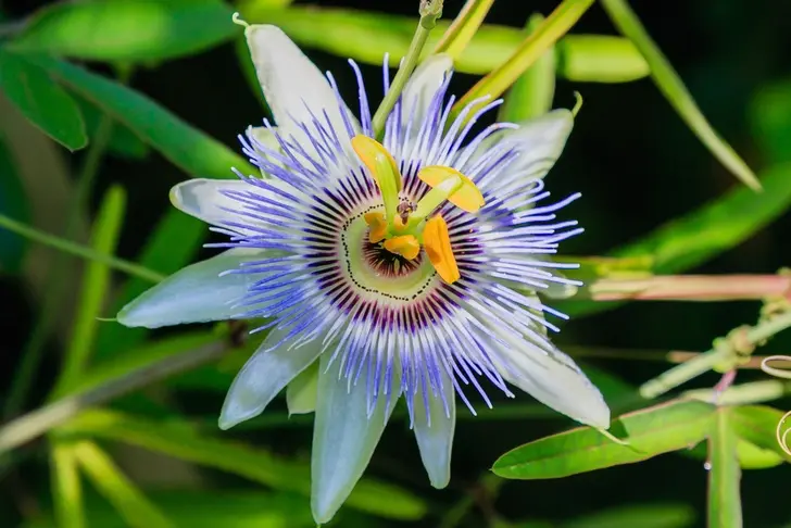 11 meilleures plantes d’intérieur odorantes pour parfumer et décorer votre maison