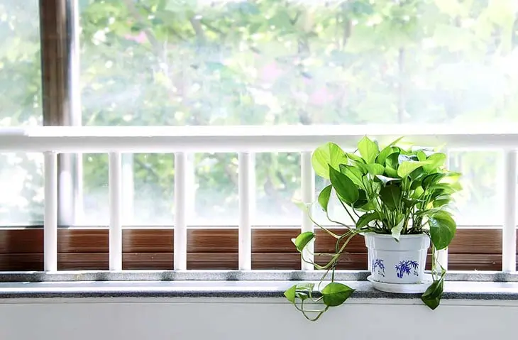 Comment prendre soin des plantes d’intérieur parfaitement ? 6 astuces simples et efficaces