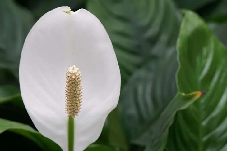 Cette fleur attire l’amour, l’argent et le bonheur dans chaque foyer