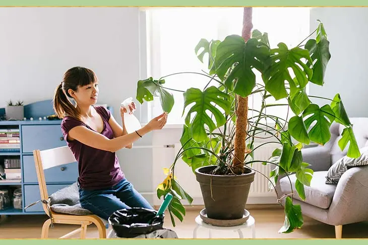 Comment prendre soin des plantes d’intérieur parfaitement ? 6 astuces simples et efficaces