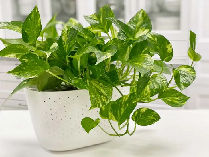 6 plantes d’intérieur qui boostent la santé en hiver et voici ou les placer
