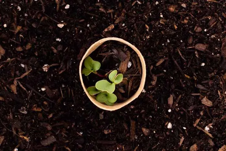 Pourquoi planter des rouleaux de papier toilette dans le jardin ?