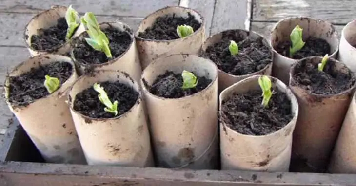 Pourquoi planter des rouleaux de papier toilette dans le jardin ?