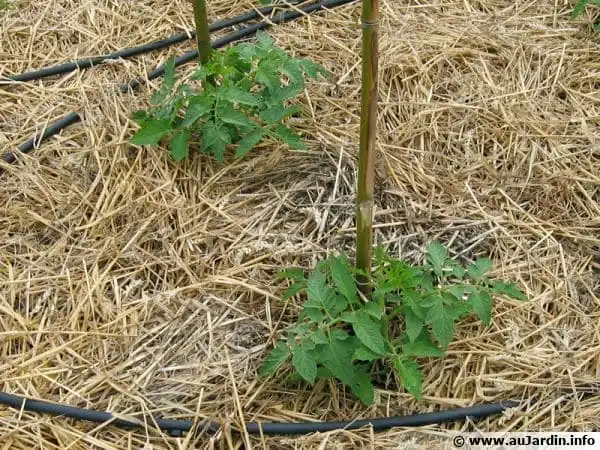 12 Astuces Pour Que Vos Tomates Poussent Parfaitement