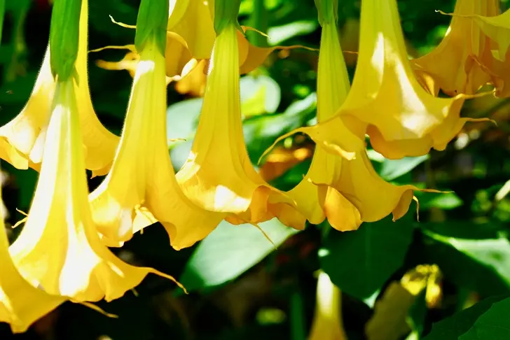 11 meilleures plantes d’intérieur odorantes pour parfumer et décorer votre maison