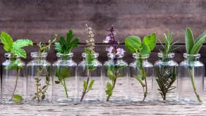 10 plantes aromatiques qui n’ont pas besoin de terre pour pousser